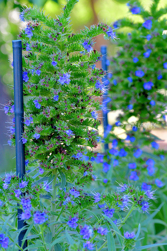 Echium candicans /马德拉骄傲花